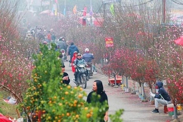 hanoi to open over 50 spring flower markets for lunar new year