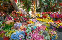 hanoi to open over 50 spring flower markets for lunar new year