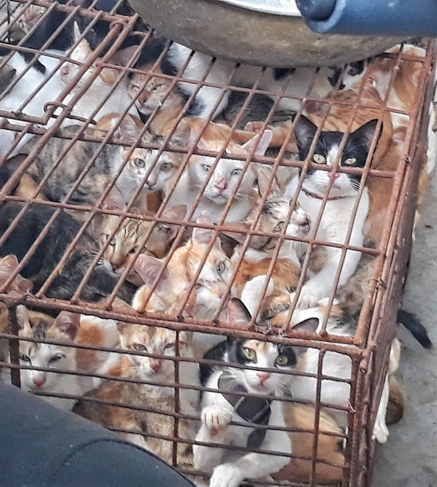 Hoi An Becomes Vietnam's First-Ever Dog and Cat Meat-Free City