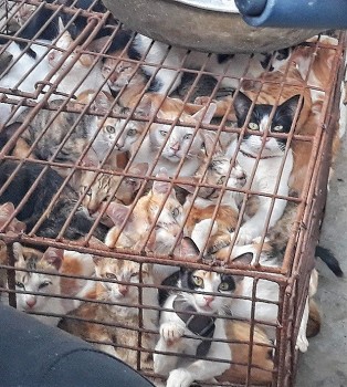 Hoi An Becomes Vietnam's First-Ever Dog and Cat Meat-Free City