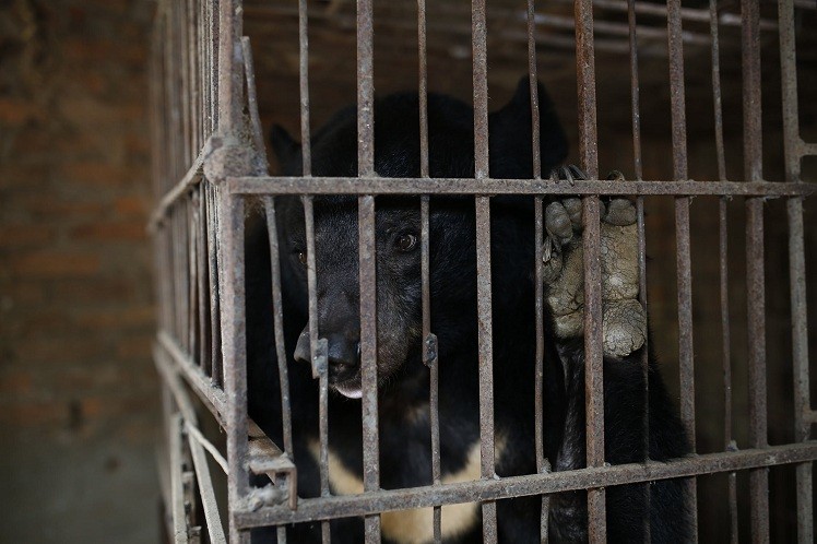 Son La Becomes Vietnam's 41st Bear Bile-Free Province