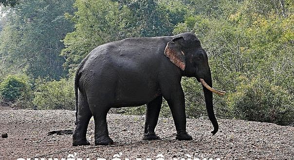 Animals Asia Supporting Dak Lak Elephant-Friendly Travel Model