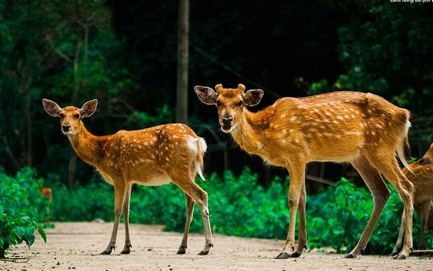 guides to spend weekend travelling to lan ha bay the masterpiece of vietnam nature