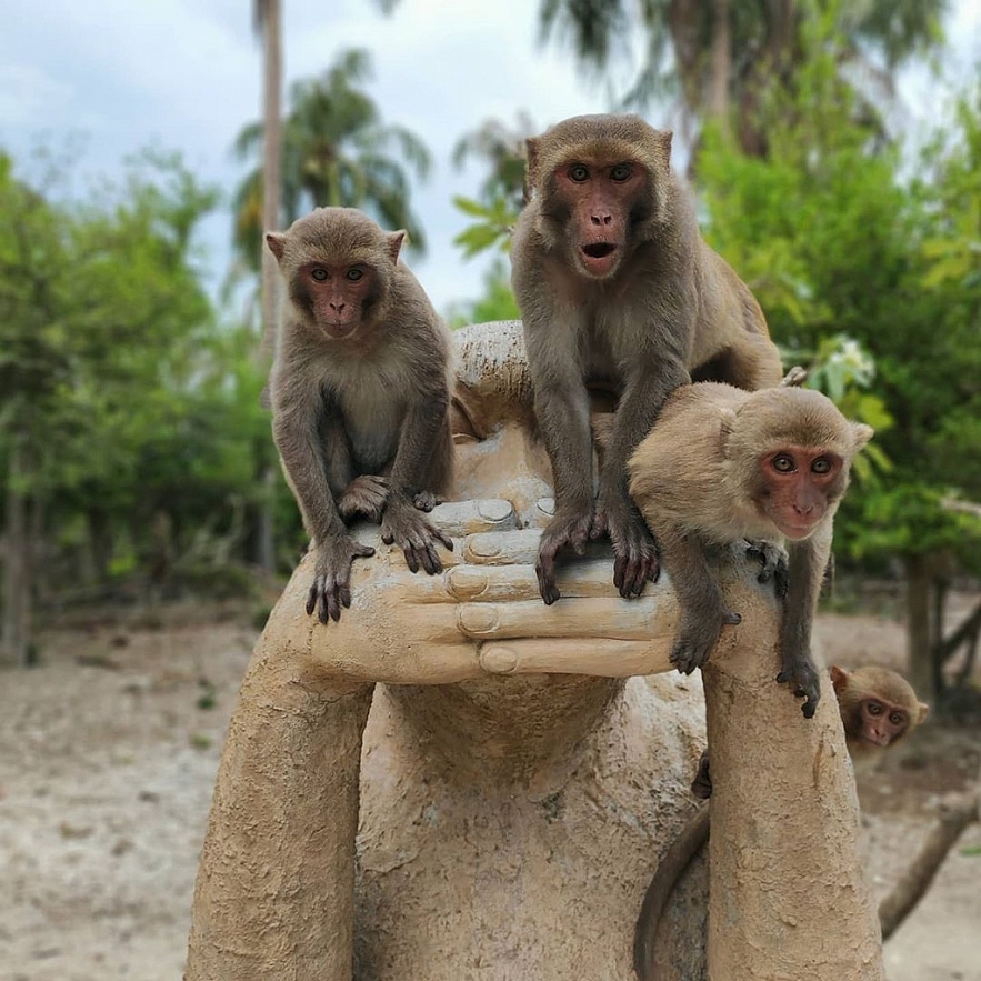 the famous islands named after animals in vietnam