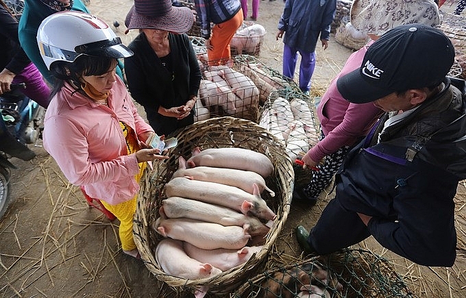 Unique Job in Vietnam:  Hugging pigs to bring the bacon