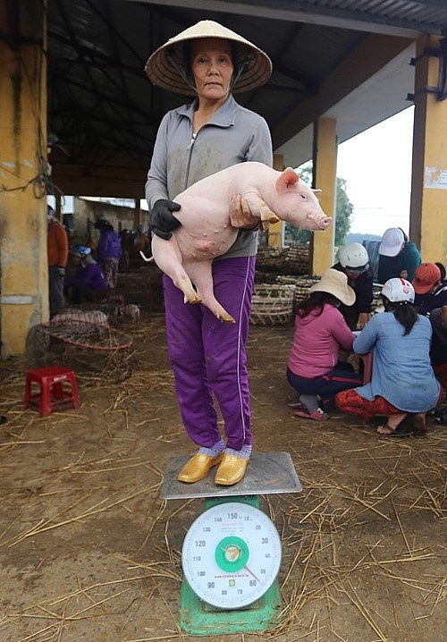 Unique Job in Vietnam:  Hugging pigs to bring the bacon