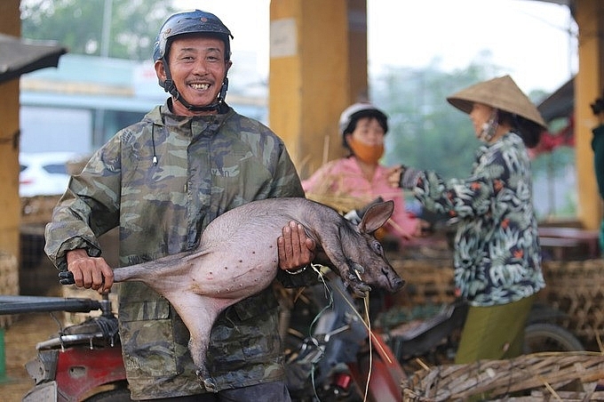 Unique Job in Vietnam:  Hugging pigs to bring the bacon