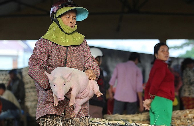 Unique Job in Vietnam:  Hugging pigs to bring the bacon