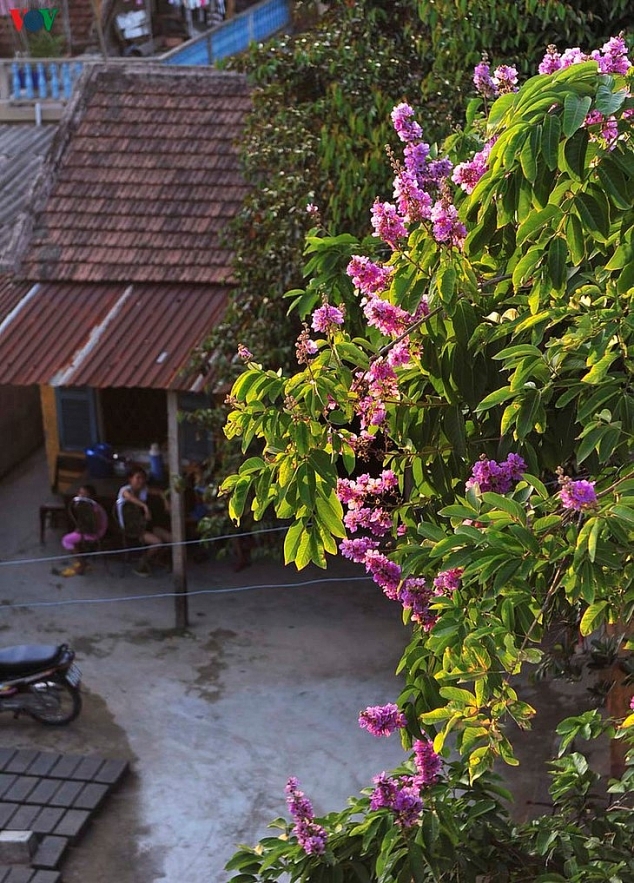 Emergence of colourful flowers in Hue marks the arrival of summer