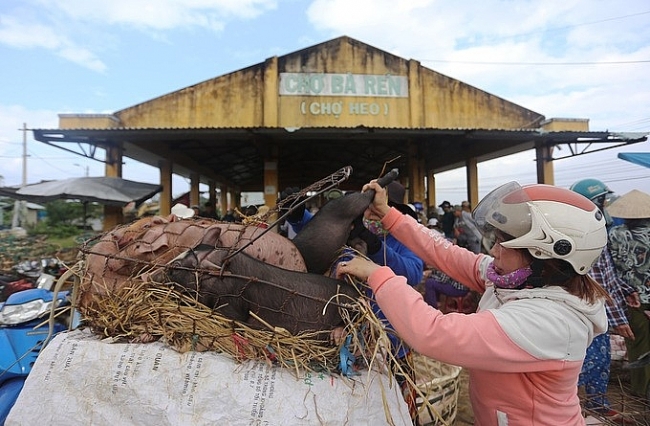Unique Job in Vietnam: Hugging pigs to bring the bacon