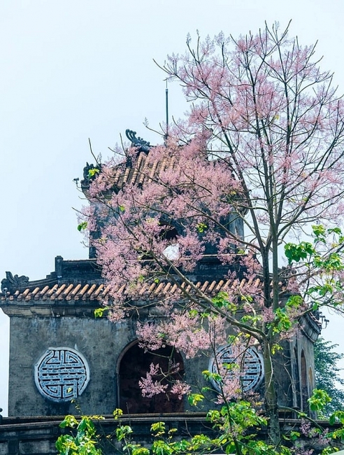 Emergence of colourful flowers in Hue marks the arrival of summer