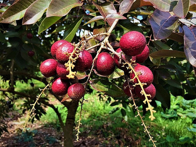 Purple longan: the unique fruit helping farmers earn a fortune.