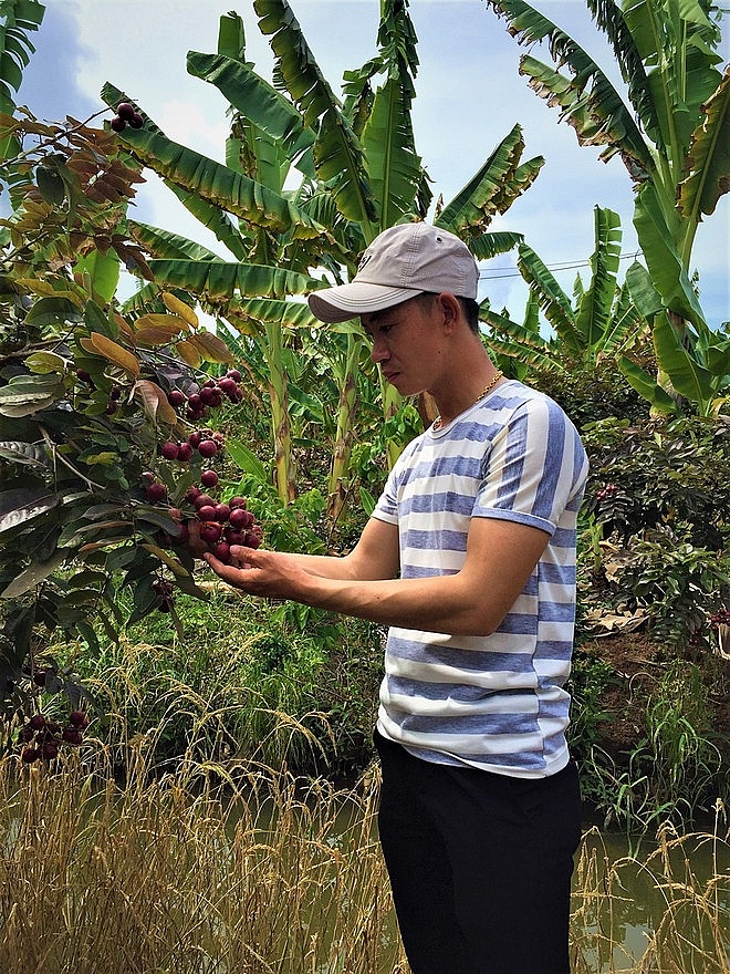 Purple longan: the unique fruit helping farmers earn a fortune.