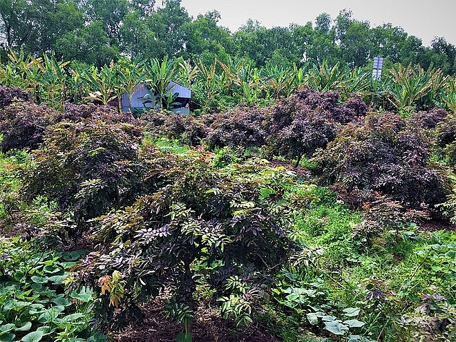 Purple longan: the unique fruit helping farmers earn a fortune.