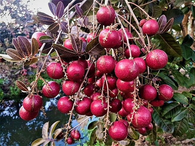 Purple longan: the unique fruit helping farmers earn a fortune.