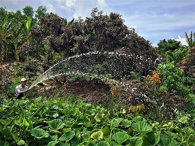 Purple longan: the unique fruit helping farmers earn a fortune.