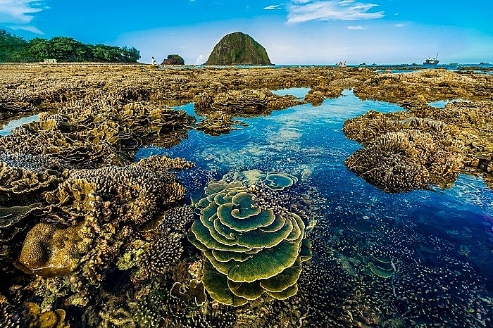 vietnam top destinations stunning coral reefs in hon yen island