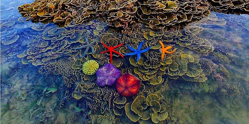 vietnam top destinations stunning coral reefs in hon yen island