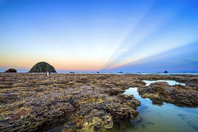 Vietnam Top Destinations: Stunning coral reefs in Hon Yen island