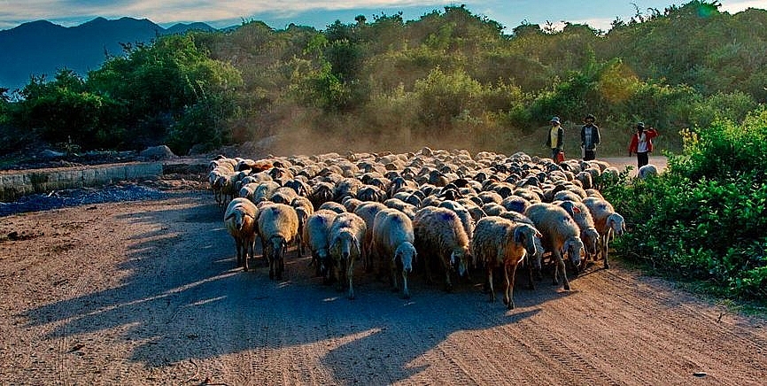 nomadic beauty of a sheep farm in ninh thuan