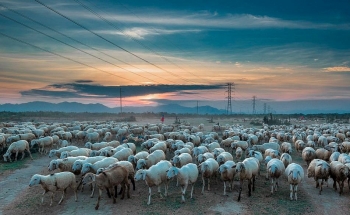 nomadic beauty of a sheep farm in ninh thuan