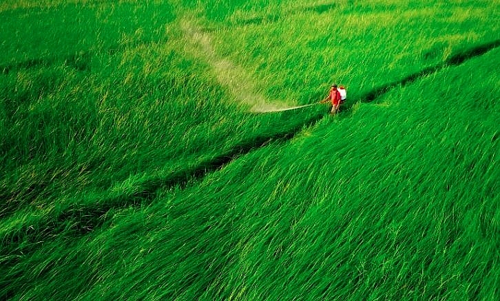 picturesque countryside painting on the rush fields in vinh long