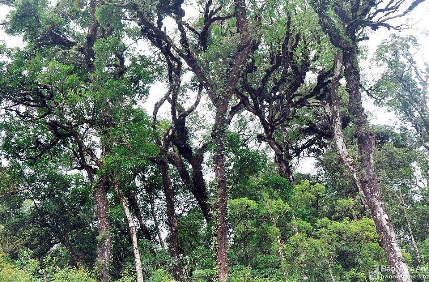 puxailaileng the highest peak in truong son ranges