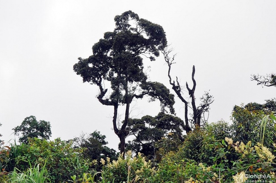 puxailaileng the highest peak in truong son ranges