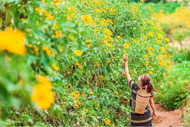 The stunning yellow carpet of wild sunflowers in the Central Highlands