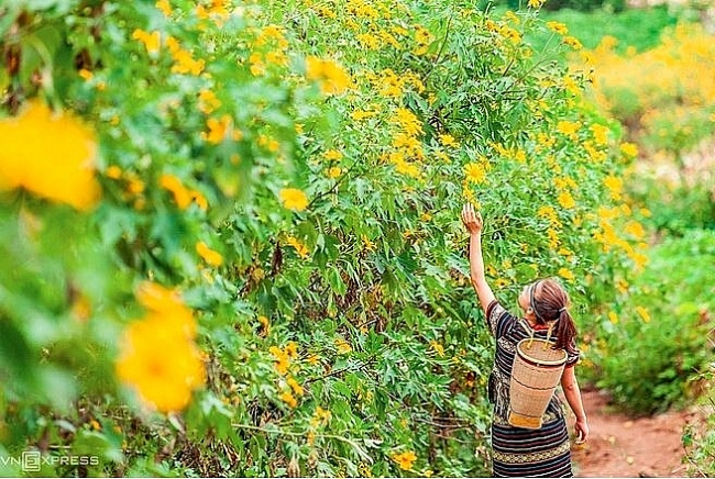 The stunning yellow carpet of wild sunflowers in the Central Highlands