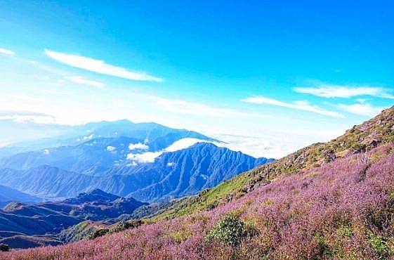 the endless purple field on the top of ta chi nhu mountain in the northwest of vietnam