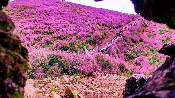 the endless purple field on the top of ta chi nhu mountain in the northwest of vietnam