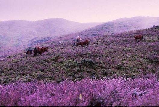 the endless purple field on the top of ta chi nhu mountain in the northwest of vietnam