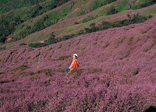 the endless purple field on the top of ta chi nhu mountain in the northwest of vietnam