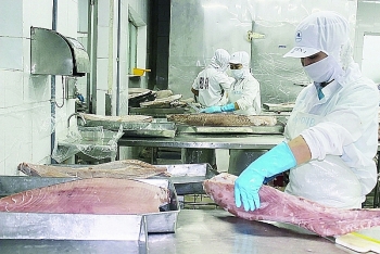 increase in order from eu for vietnamese seafood after evfta