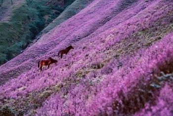 the endless purple field on the top of ta chi nhu mountain in the northwest of vietnam