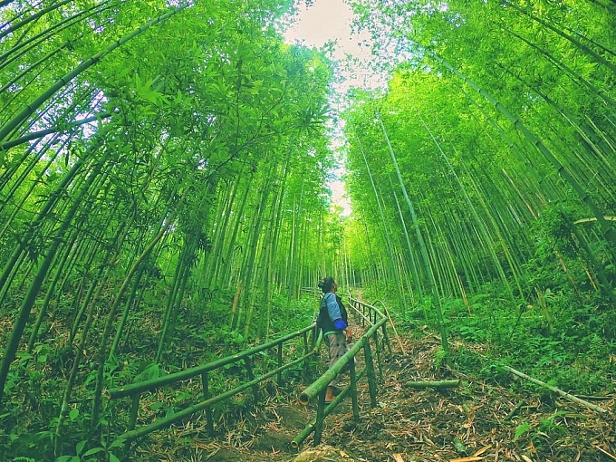 lost in the na hang tua chu bamboo forest in the northwest of vietnam