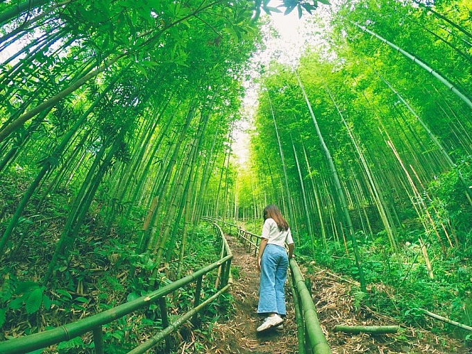 lost in the na hang tua chu bamboo forest in the northwest of vietnam