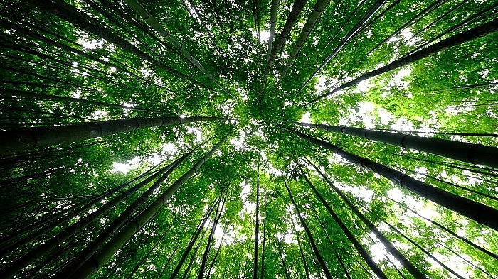 Lost in the Na Hang Tua Chu Bamboo Forest in the Northwest of Vietnam lost in the na hang tua chu bamboo forest in the northwest of vietnam