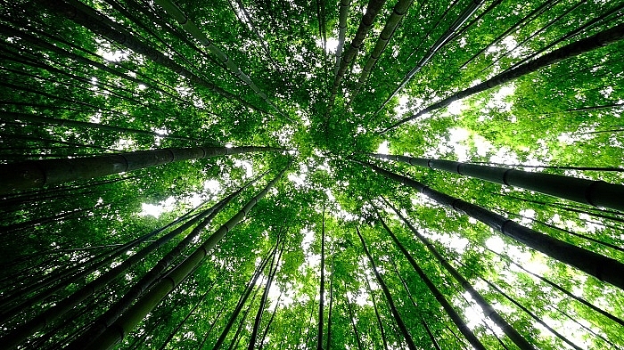 lost in the na hang tua chu bamboo forest in the northwest of vietnam