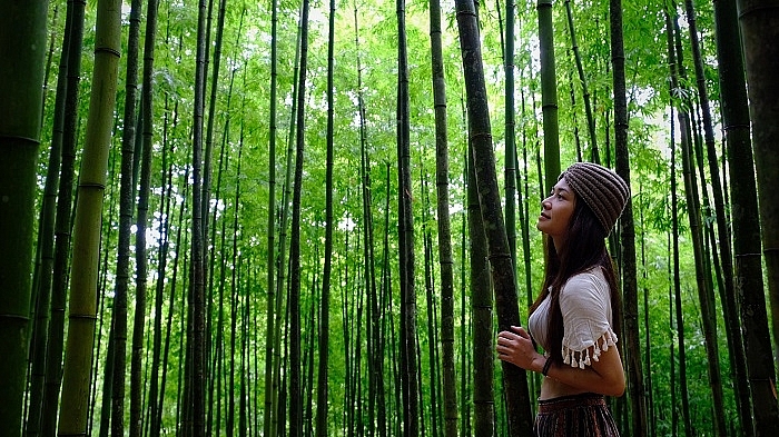 lost in the na hang tua chu bamboo forest in the northwest of vietnam