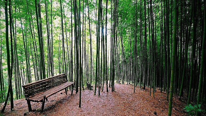 lost in the na hang tua chu bamboo forest in the northwest of vietnam