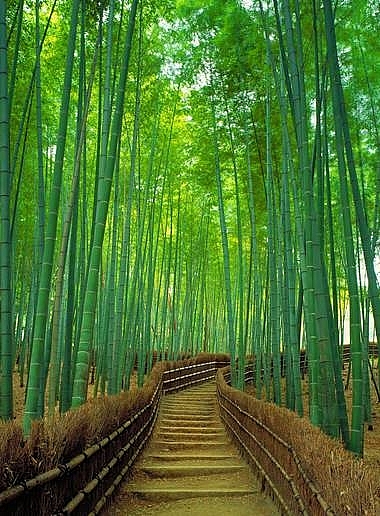 lost in the na hang tua chu bamboo forest in the northwest of vietnam