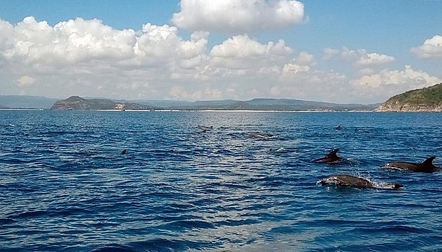 hundreds of dolphins appeared in the central coast of vietnam