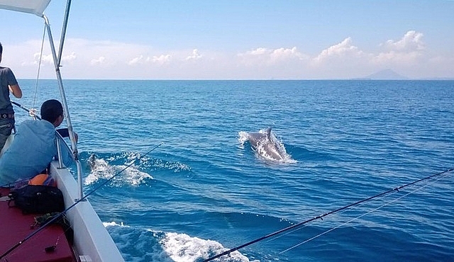 hundreds of dolphins appeared in the central coast of vietnam