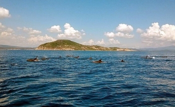 hundreds of dolphins appeared in the central coast of vietnam