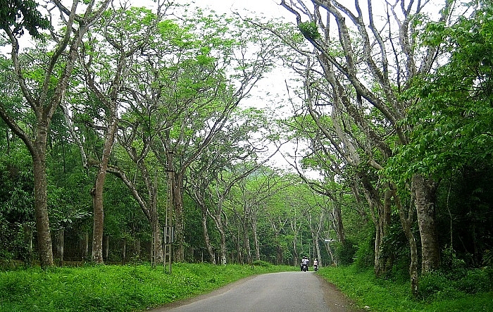 ma da forest a beautiful route for trekking beginners to southeast of vietnam