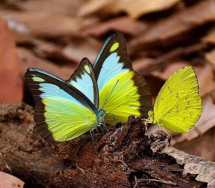 ma da forest a beautiful route for trekking beginners to southeast of vietnam