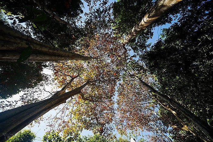 ma da forest a beautiful route for trekking beginners to southeast of vietnam