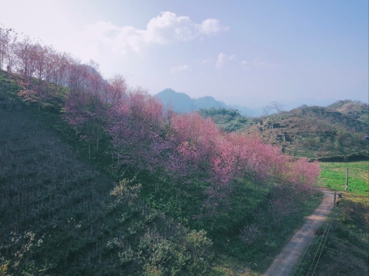 Springtime in Moc Chau Cherry Blossom Hidden Gem